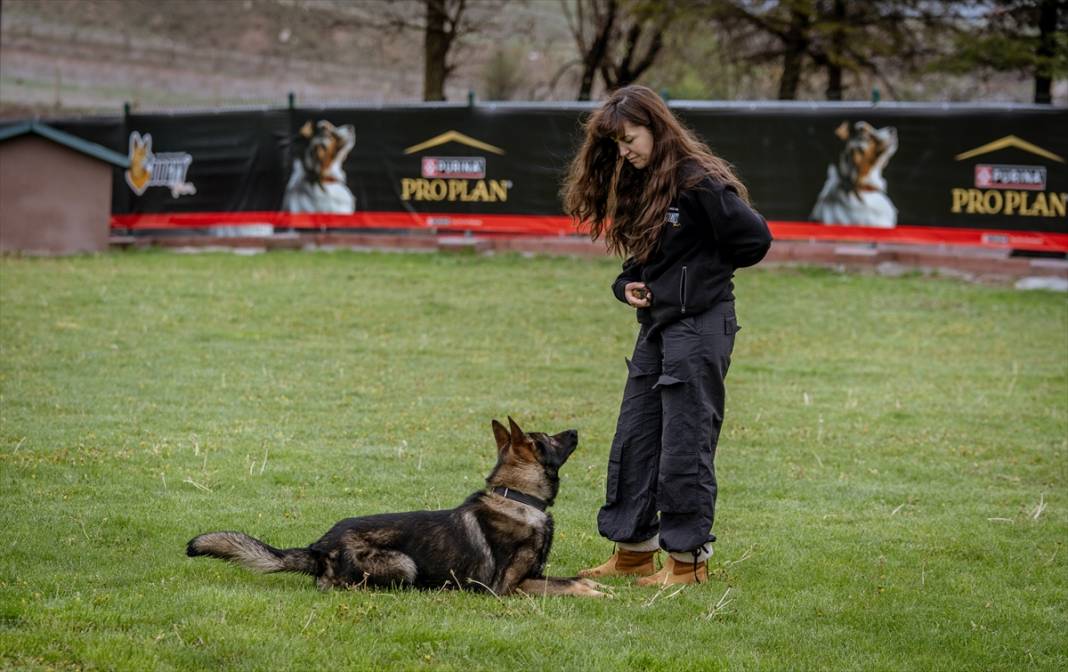 Özel eğitimli köpekler yeraltındaki su kaçaklarını tespit edecek 17